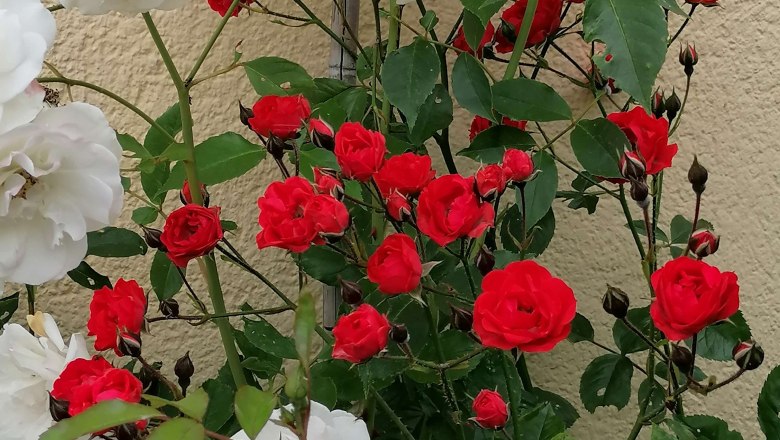 Lauterbach Waldhäuser, © Susanne Sagmüller Lauterbach Waldhäuser, © Susanne Sagmüller