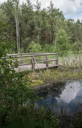Ein Steg über dem Hochmoor, umgeben von Bäumen 