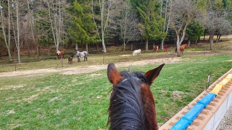 Reiten