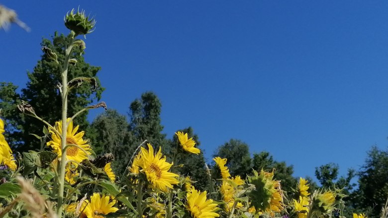 Sonnenblumenfeld, © Lisa Kriegleder