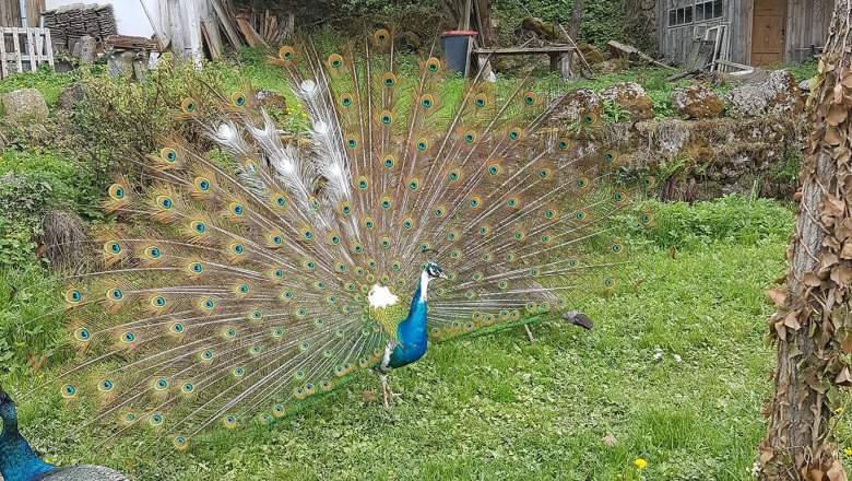 Blauschecke Pfau Hannibal, &copy; Ederm&uuml;hle