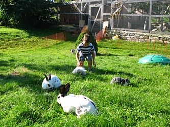 Ein Kind spielt auf einer Wiese mit mehreren Kaninchen.