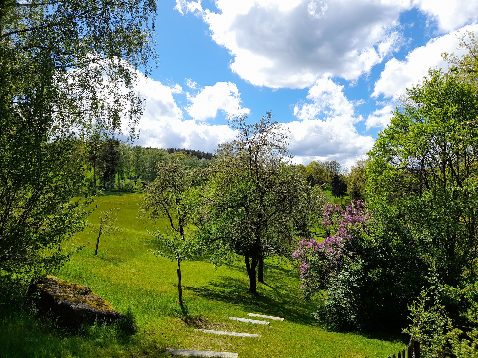 Hauswiese Flieder