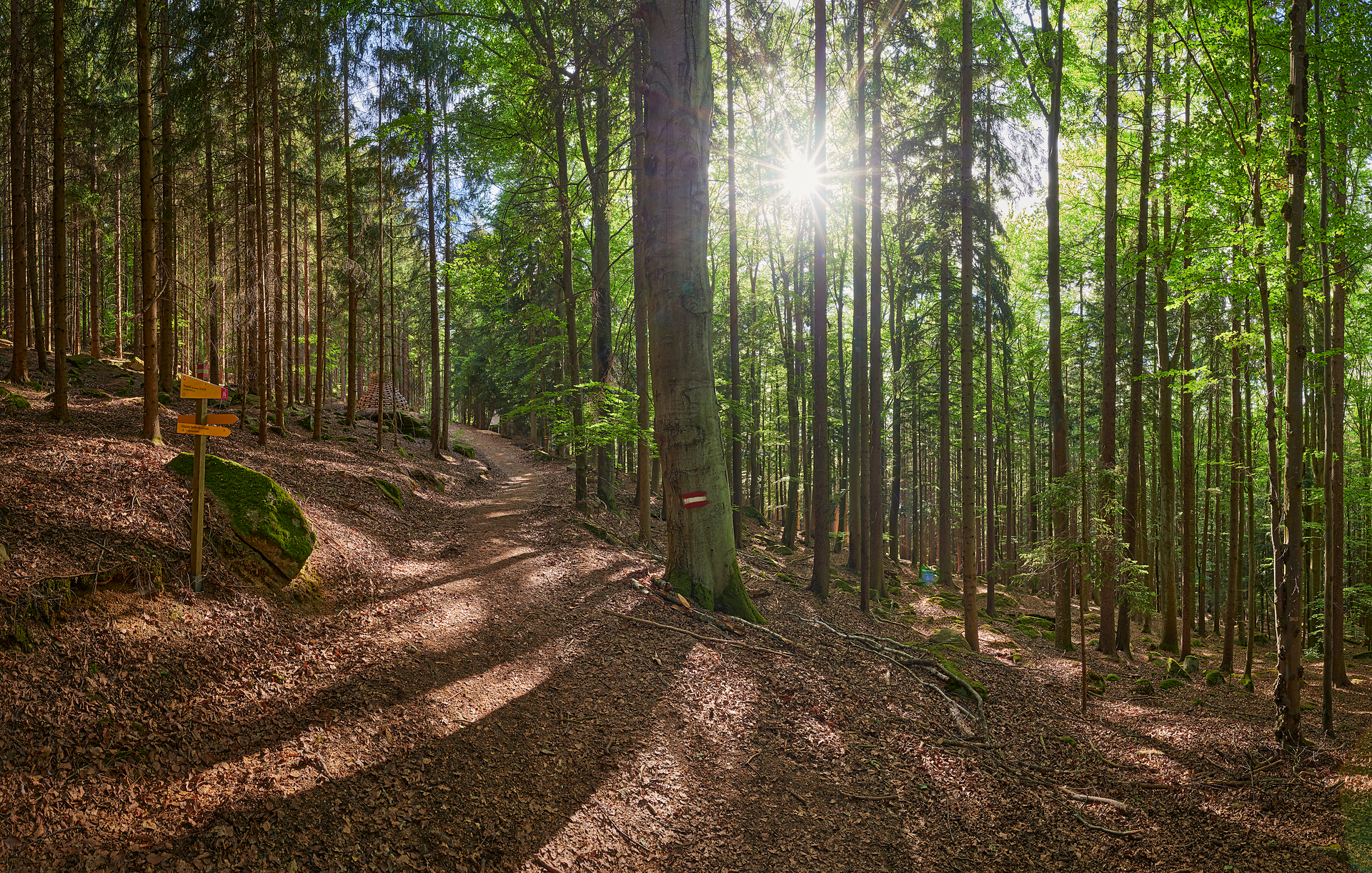 Ein sanfter Pfad schlängelt sich durch den dichten Wald, wo das Sonnenlicht durch die Blätter tanzt und die Luft frisch und klar ist. Die ruhige Atmosphäre lädt dazu ein, die Schönheit der Natur zu genießen und die Seele baumeln zu lassen.
