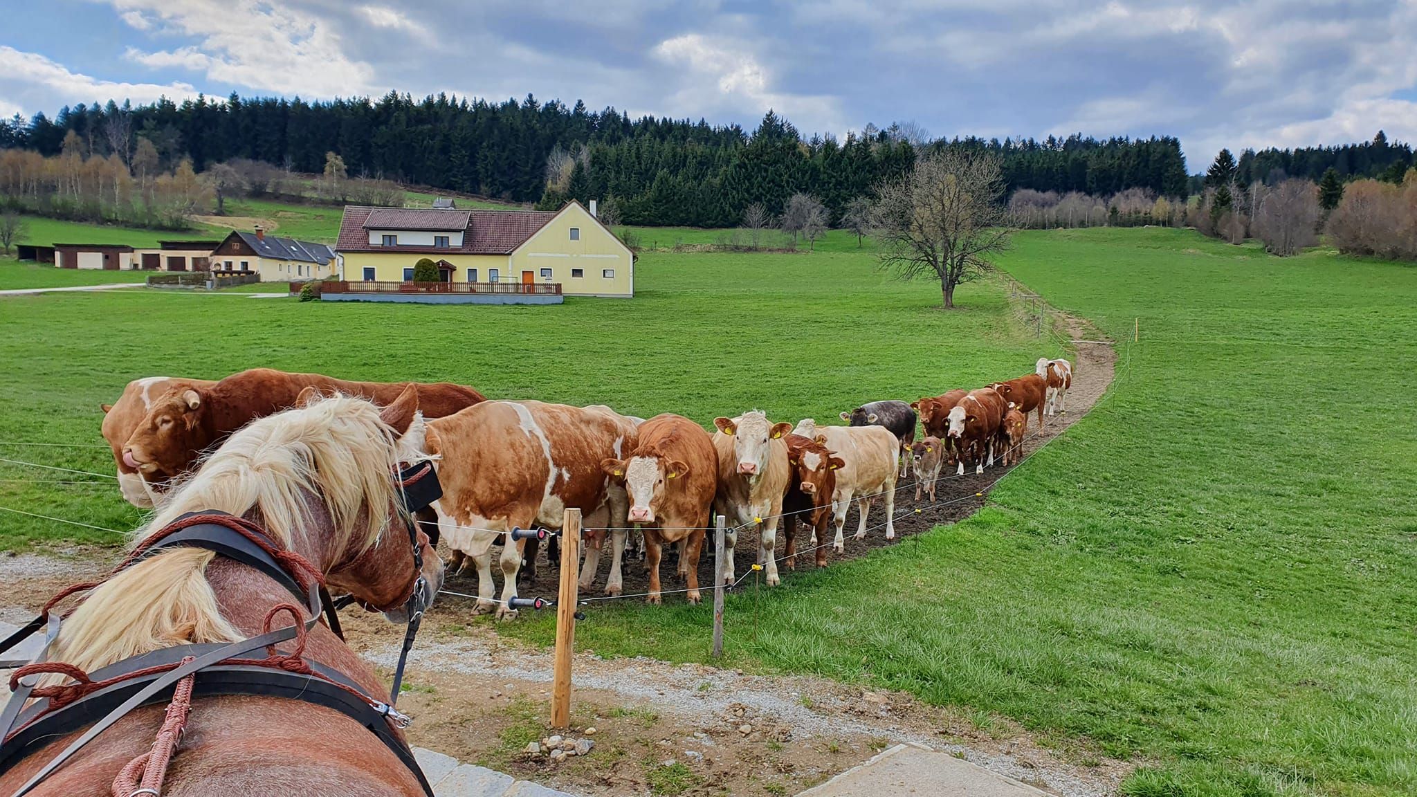 Reitrunde