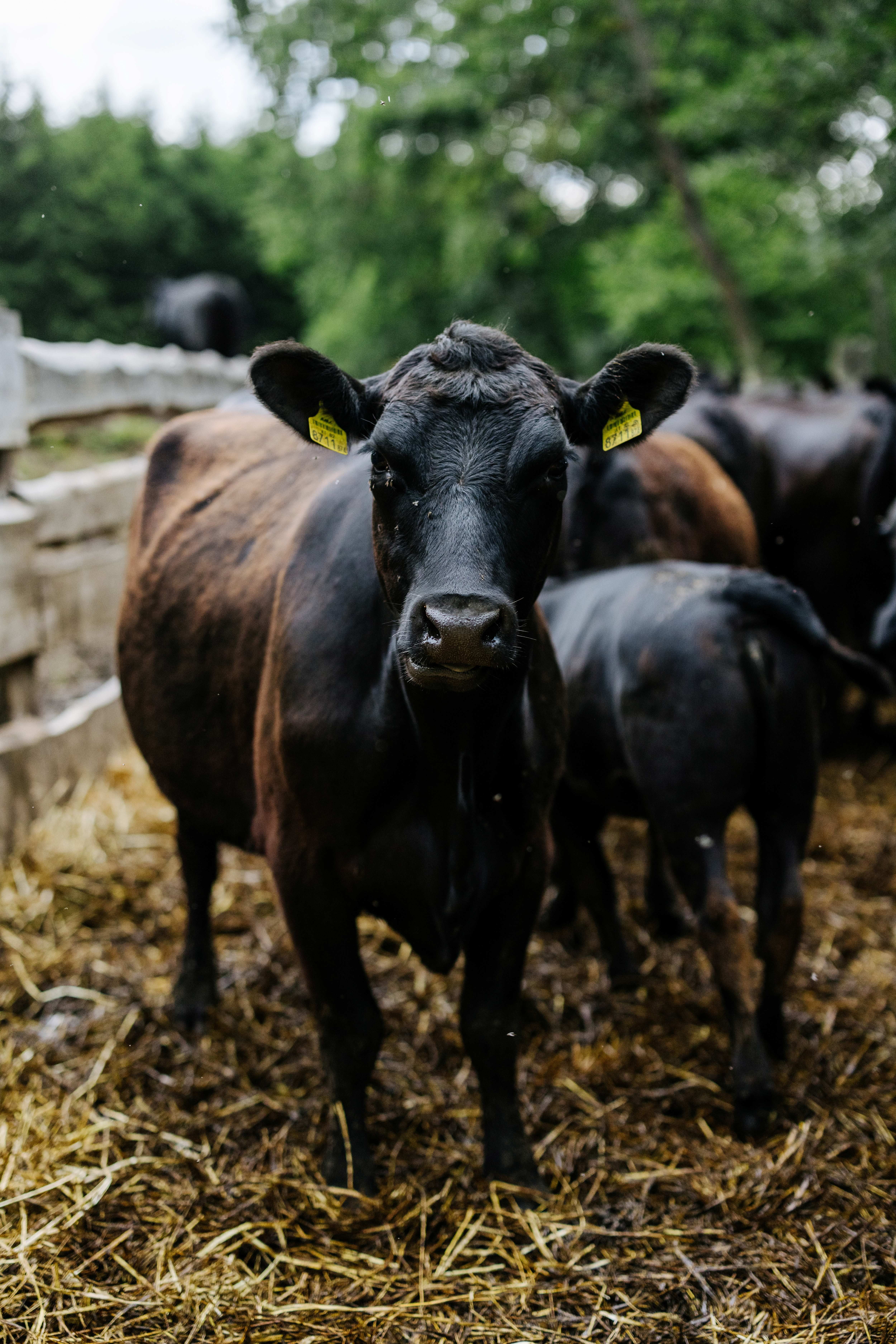 Ein schwarzes Rind steht auf einem Bauernhof vor einem Holzzaun, umgeben von anderen Rindern und Stroh.