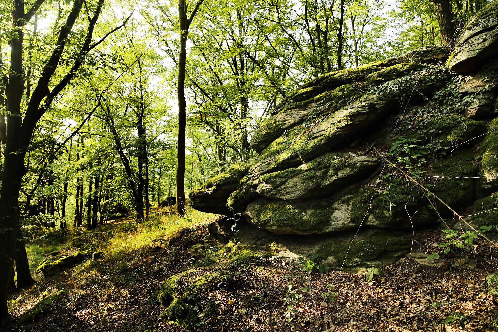 Inmitten des dichten, grünen Waldes entfaltet sich eine zauberhafte Szenerie, in der die sanften Lichtstrahlen durch das Blätterdach tanzen. Die moosbedeckten Felsen erzählen Geschichten von der Natur, die hier seit Jahrhunderten gedeiht. Ein Ort der Ruhe und Erholung, ideal für Wanderer und Naturliebhaber.
