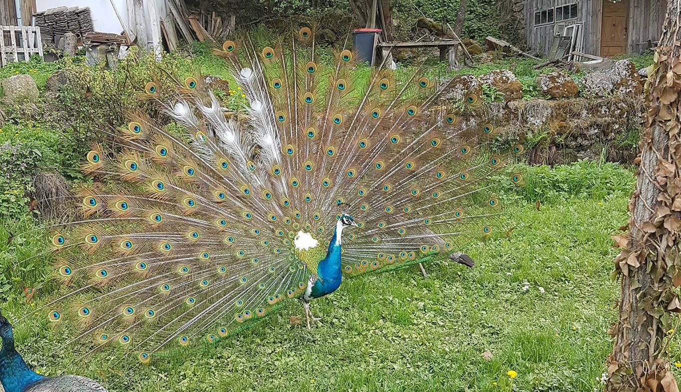 Blauschecke Pfau Hannibal