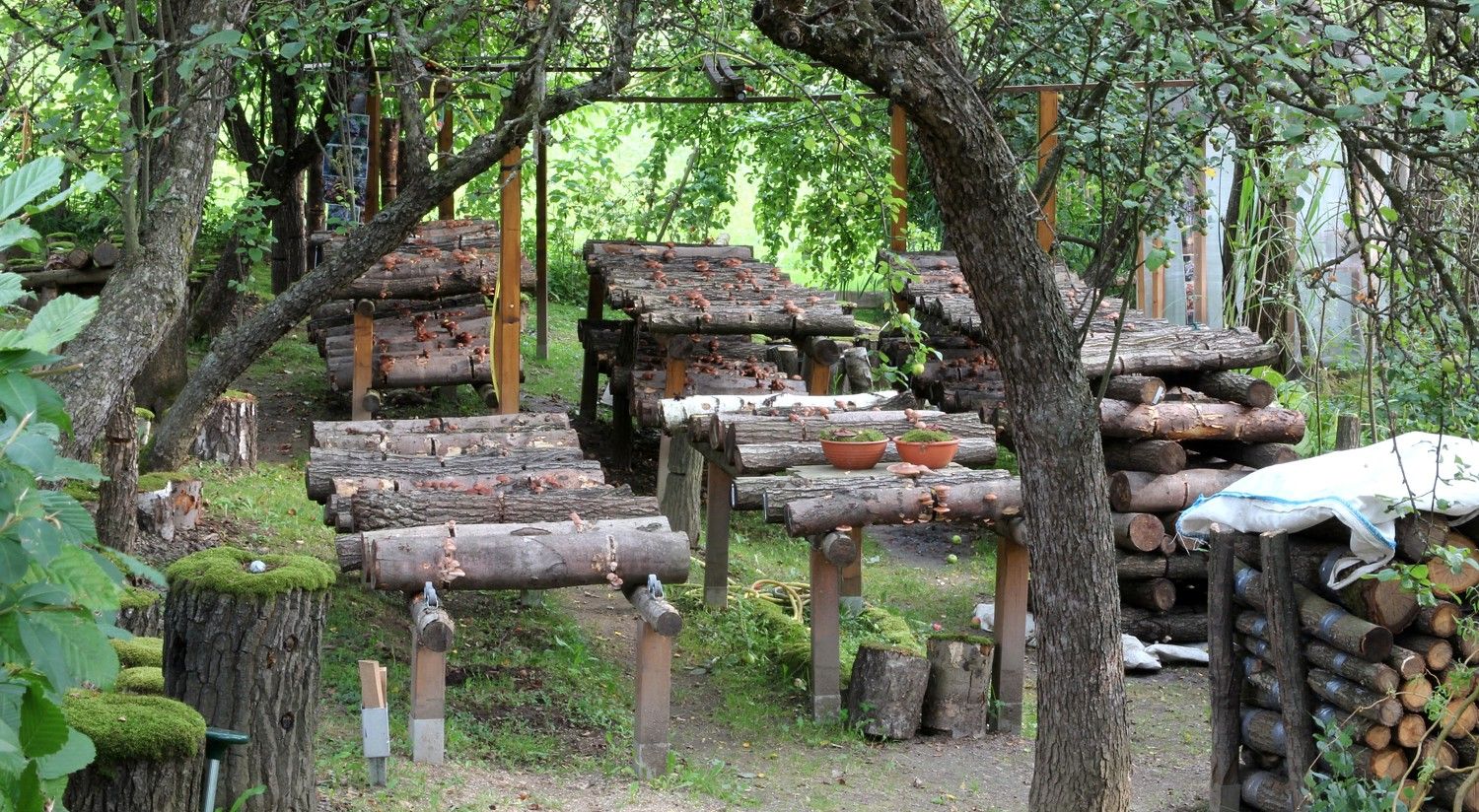 Ein Pilzgarten mit Holzstämmen, auf denen Pilze wachsen, umgeben von Bäumen und Grünpflanzen.