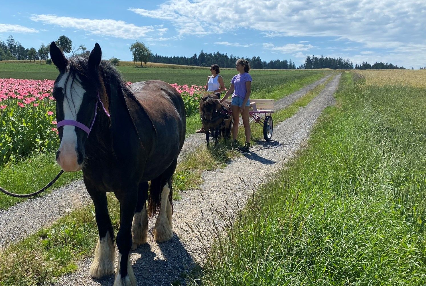 Ein großes schwarzes Pferd mit weißer Blesse steht auf einem Feldweg. Im Hintergrund ziehen zwei Personen in einem Wagen von einem Pony gezogen.