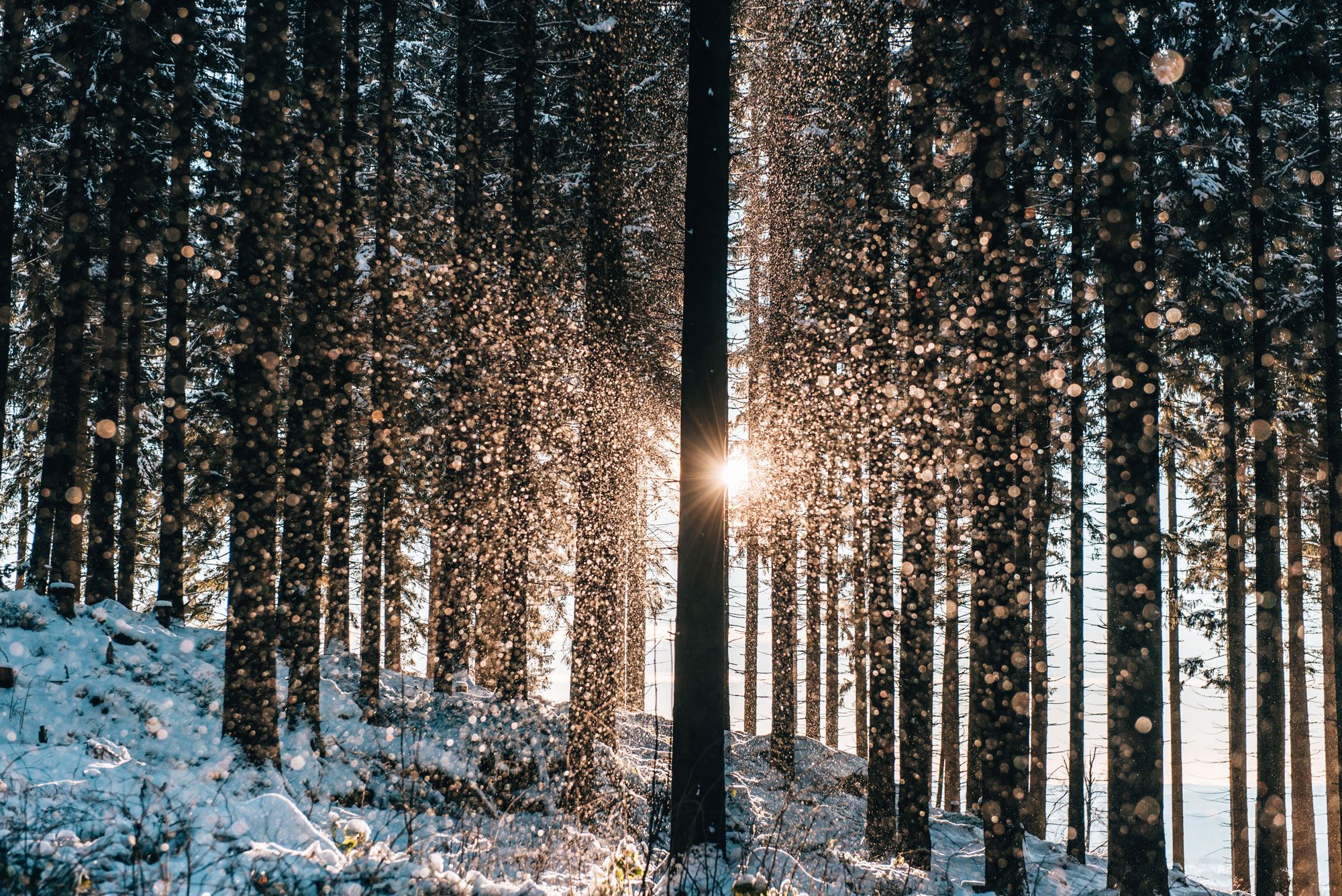 Winterwald mit Sonnenstrahlen und Schneeflocken im Waldviertel.