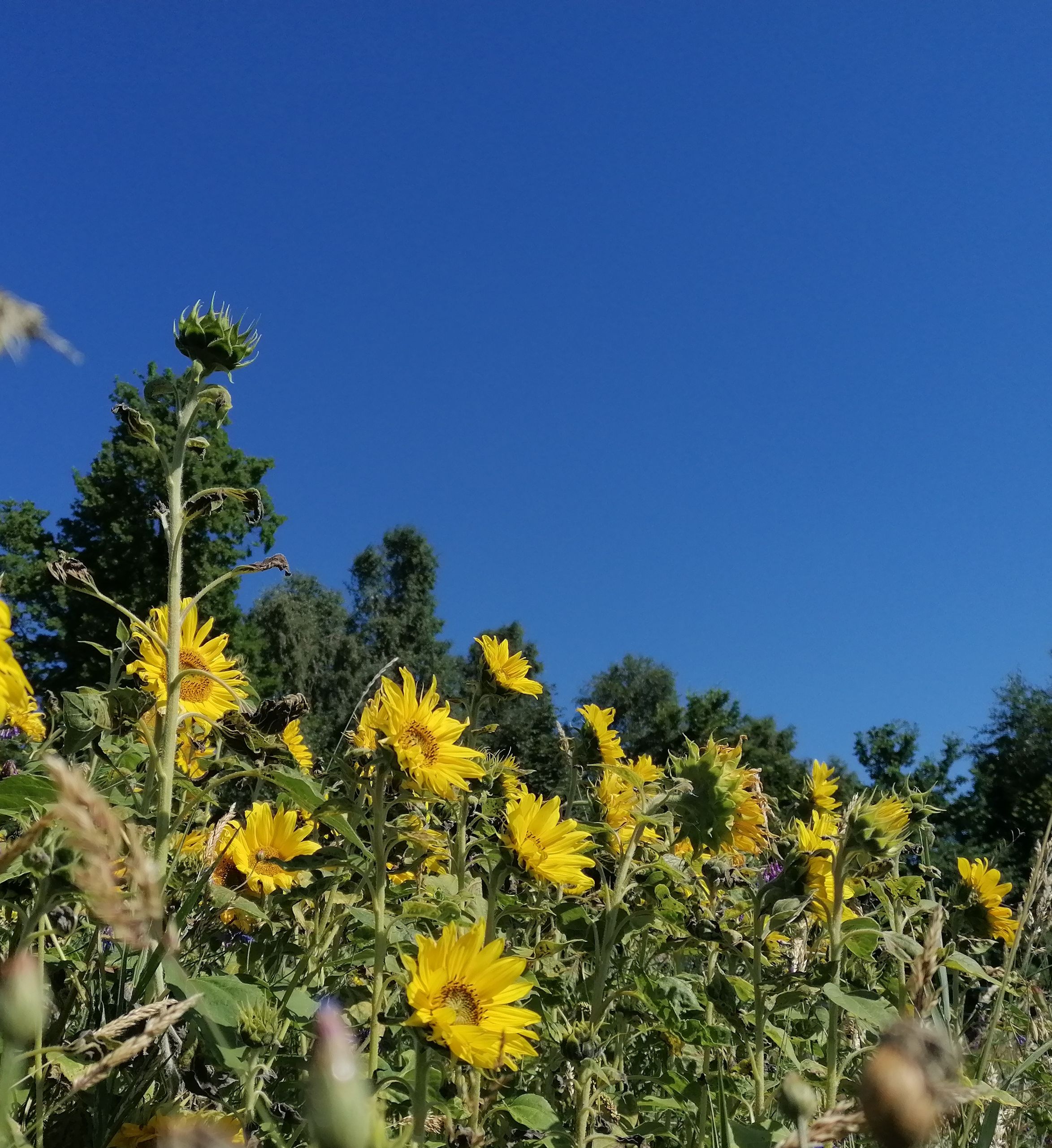 Sonnenblumenfeld