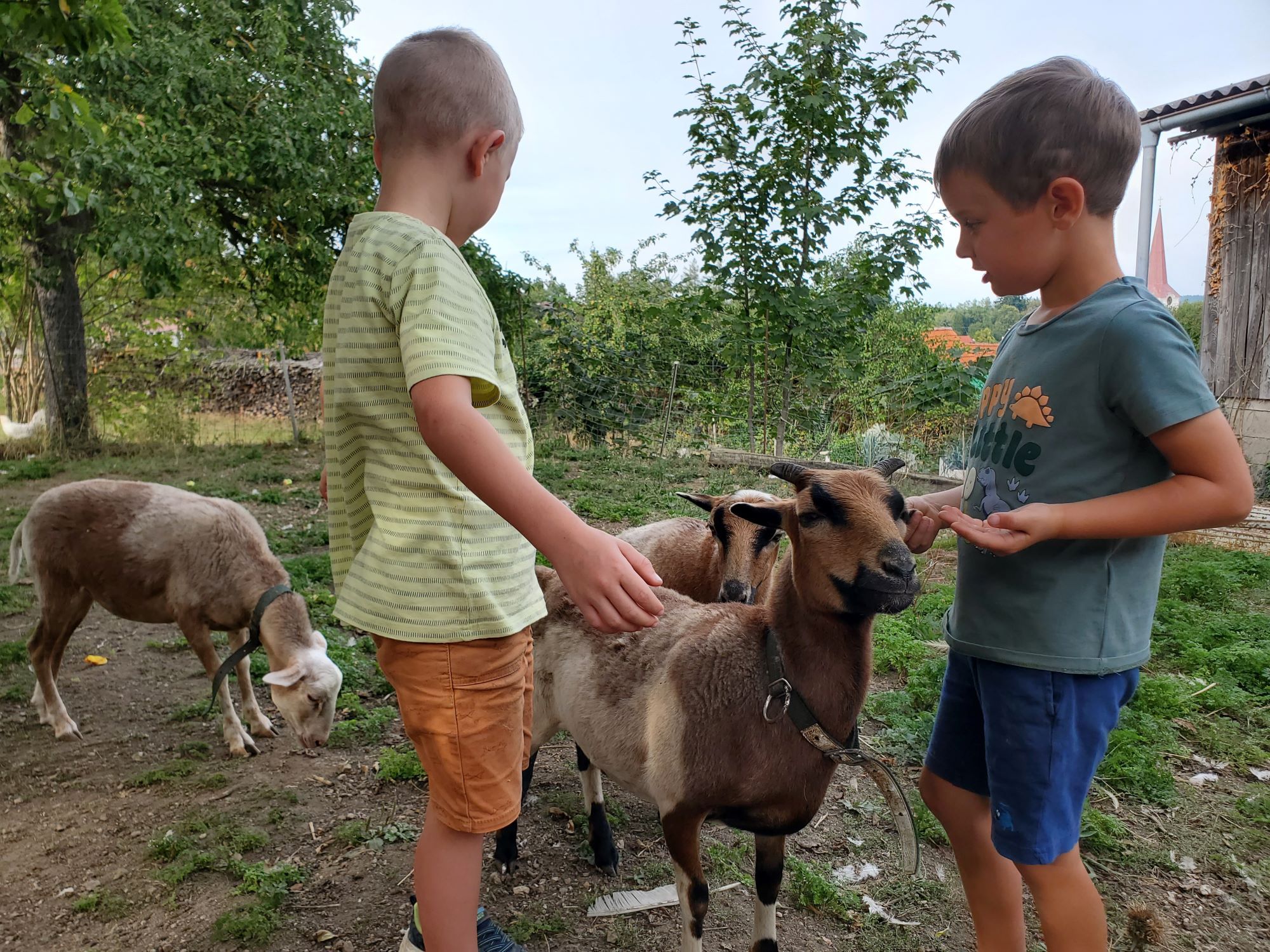 Auf unserem Bauernhof leben Katzen, Hasen, Hühner, Wachteln und Schafe