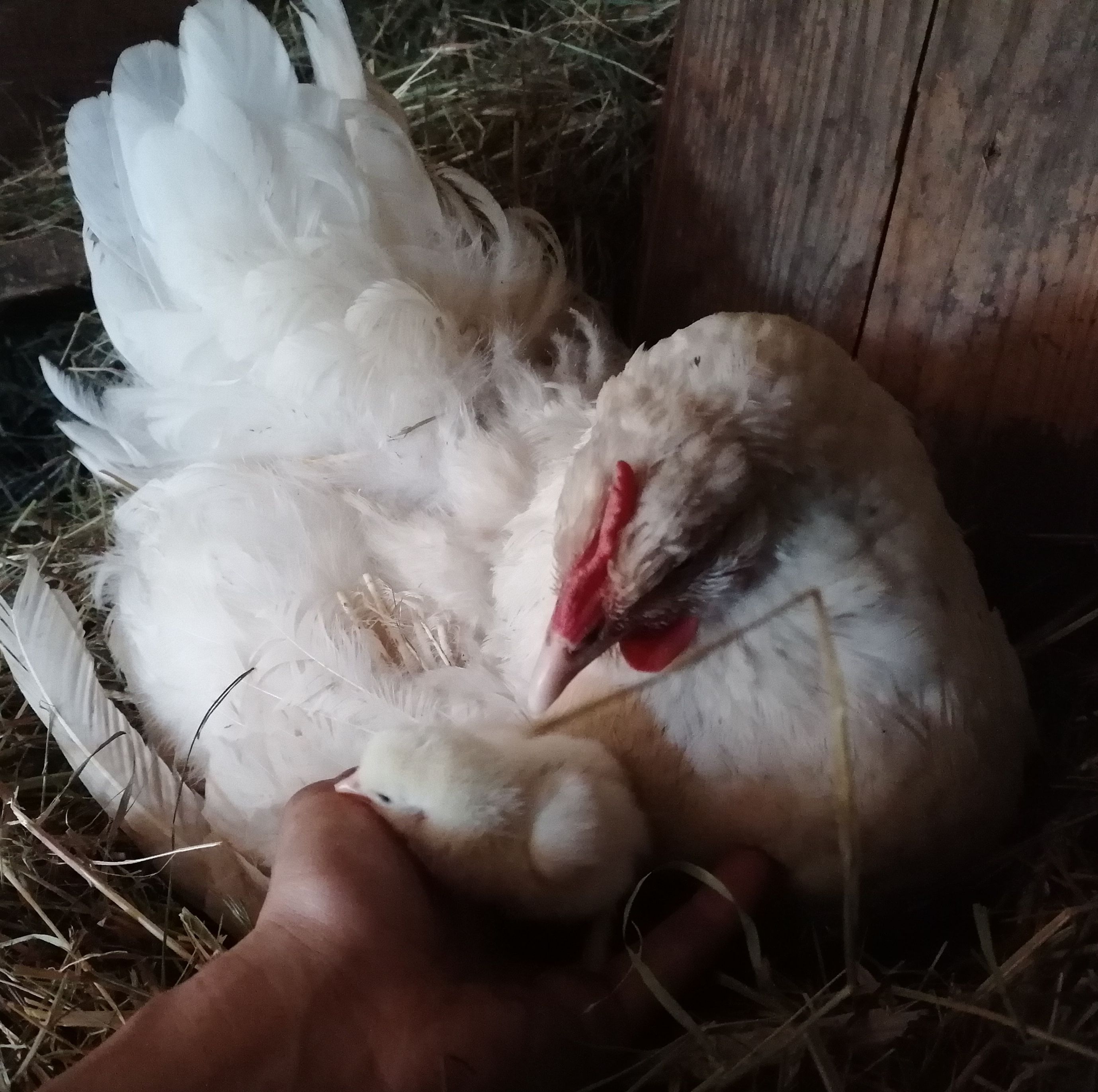 Henne mit Küken