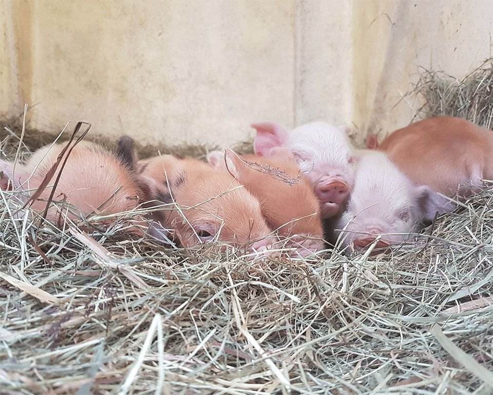 Kune Kune Ferkel. Nachwuchs in der Edermühle.