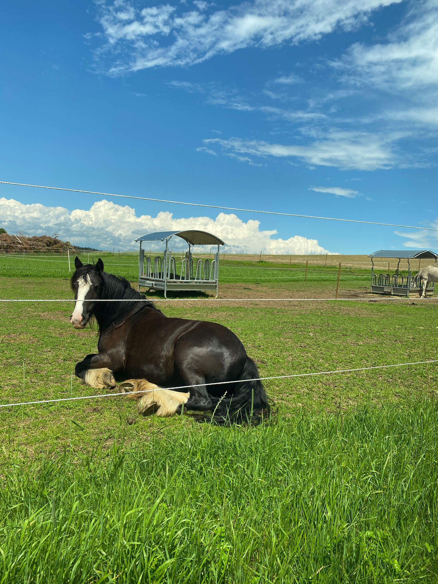 Ein Pferd liegt auf einer grünen Wiese unter einem blauen Himmel mit Wolken.