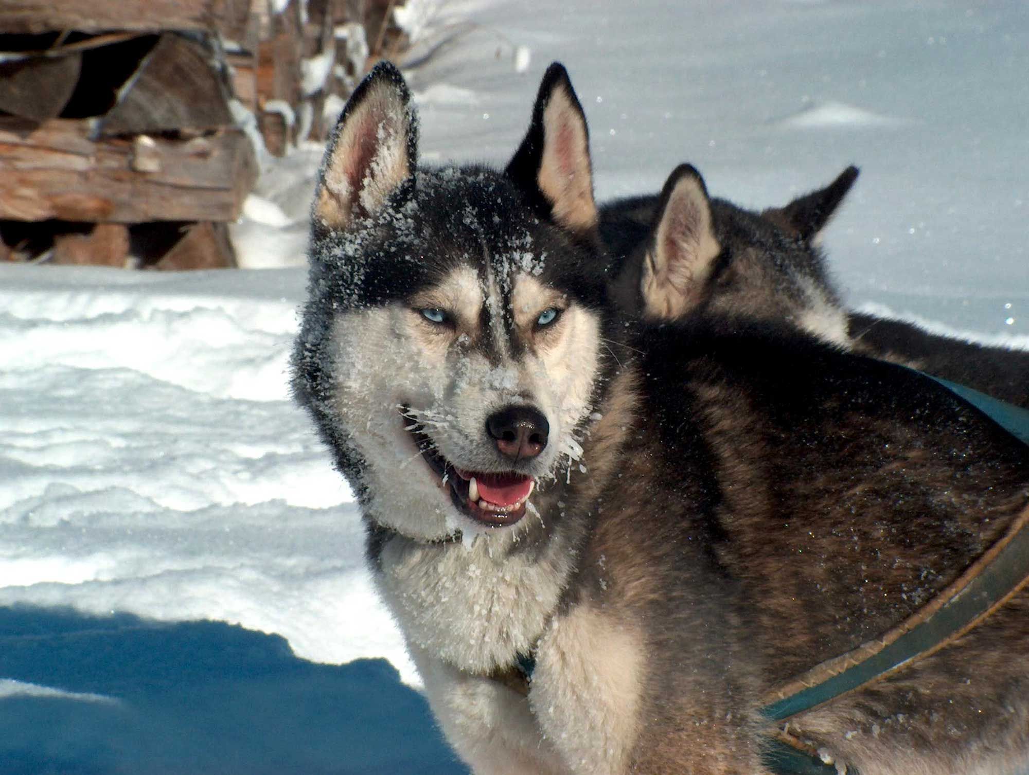 Huskyranch Waldviertel