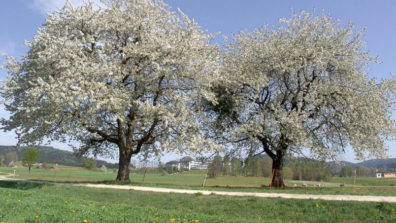 Frühling, © Tourismusverein Moorbad Harbach, Hnilicka