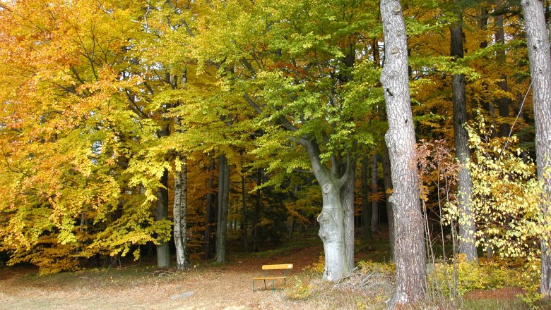 Herbst in Moorbad Harbach, © Karl Haumer