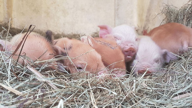 Kune Kune Ferkel. Nachwuchs in der Ederm&uuml;hle., &copy; Ederm&uuml;hle