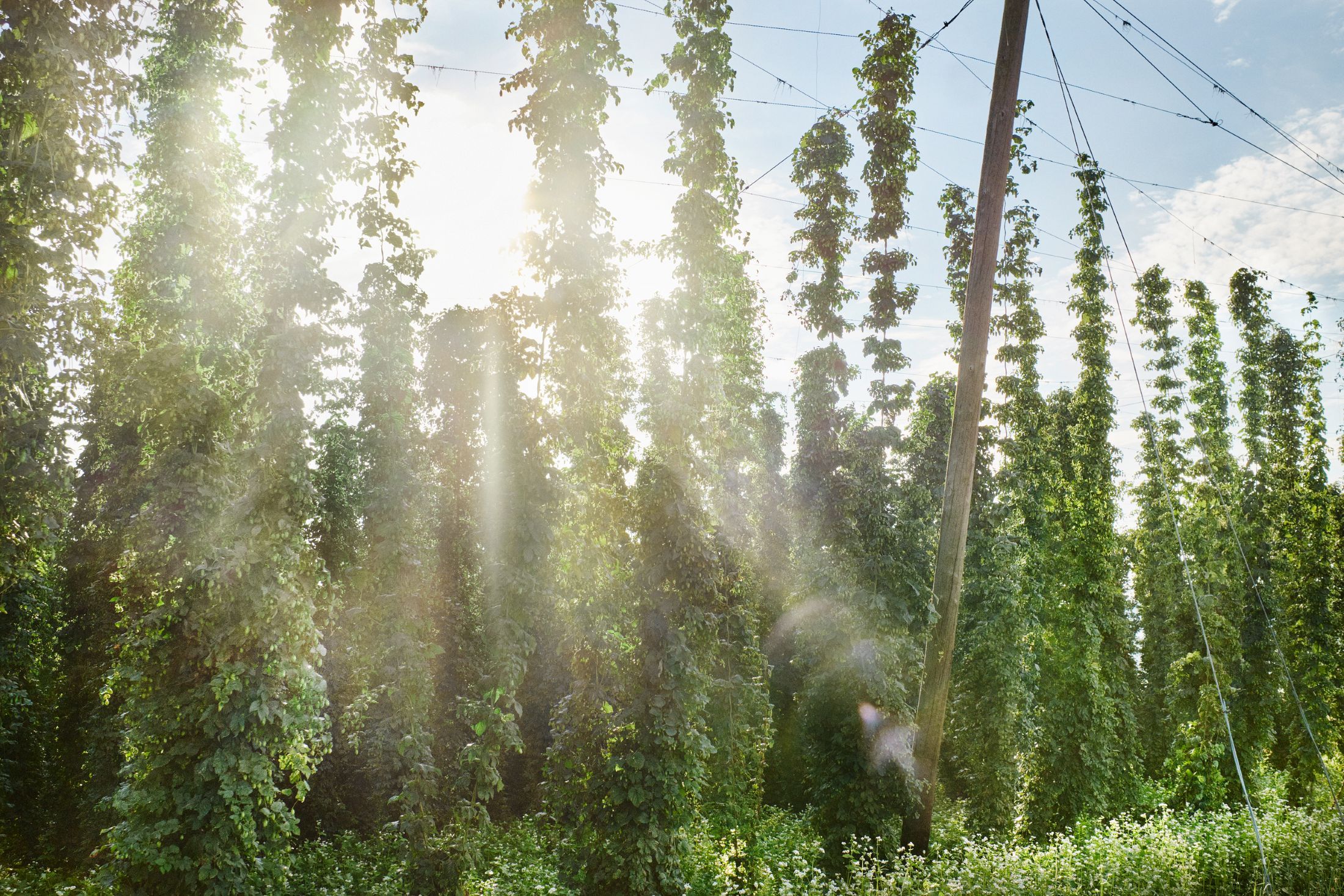 Hopfenpflanzen in einem sonnigen Hopfengarten.