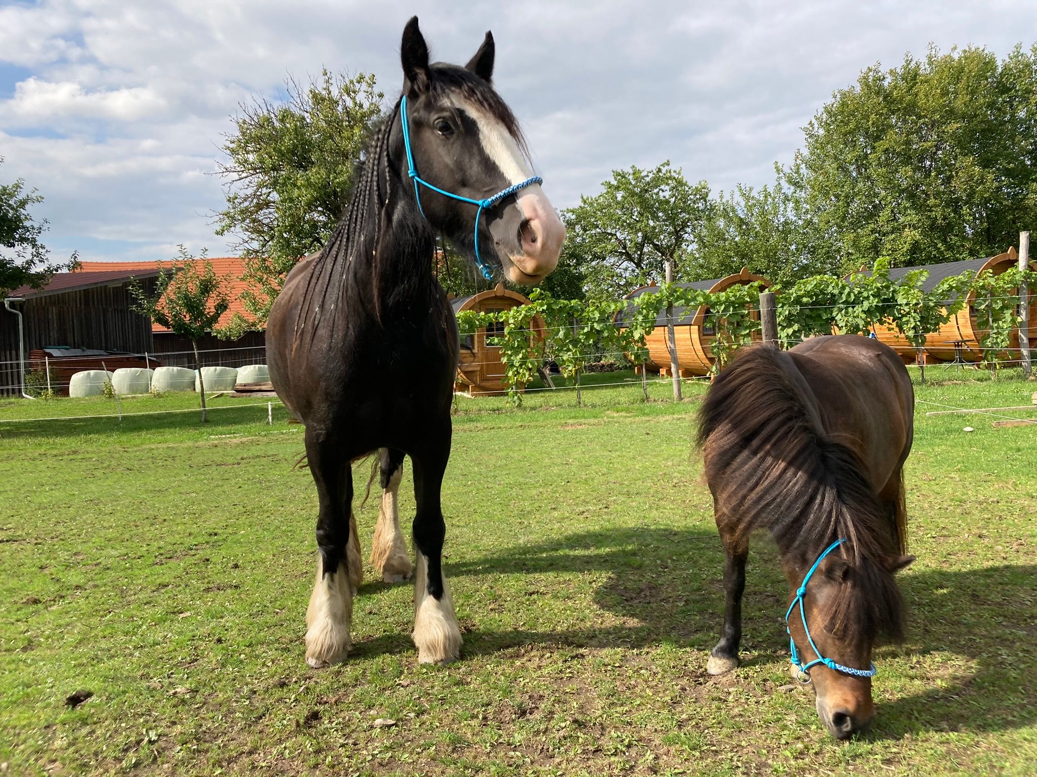 Ein großes schwarzes Pferd und ein kleines Pony stehen auf einer grünen Wiese mit blauen Halftern.