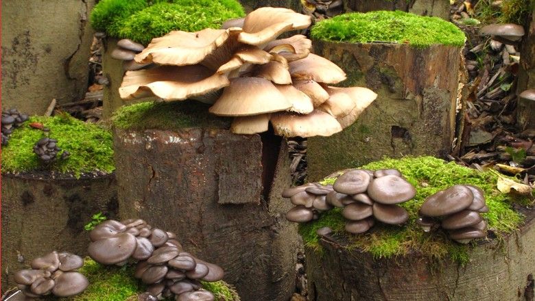 Pilze wachsen auf moosbedeckten Baumstümpfen im Wald.