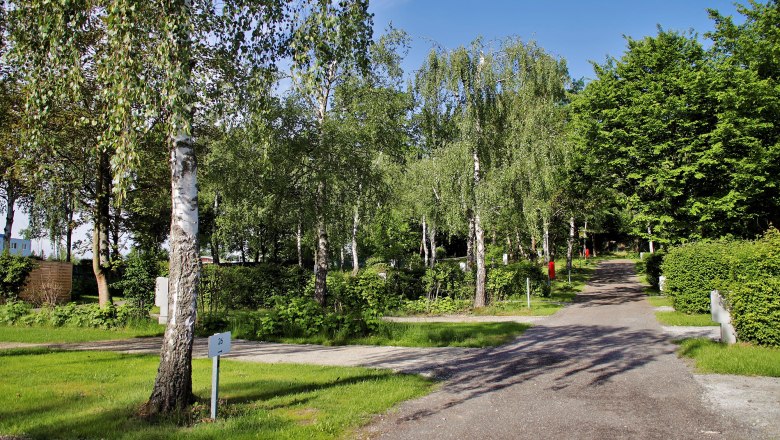 Ein Weg f&uuml;hrt durch einen gr&uuml;nen Park mit Birken und anderen B&auml;umen unter blauem Himmel.