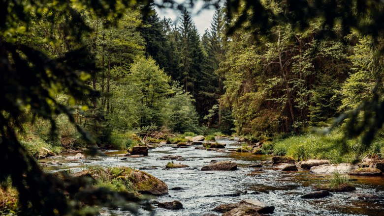 Ein Fluss flie&szlig;t durch einen dichten Wald mit gr&uuml;nen B&auml;umen und Felsen im Wasser.