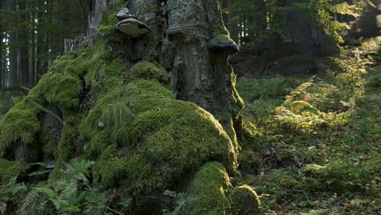 Moosbewachsener Baumstumpf im Wald mit Pilzen.