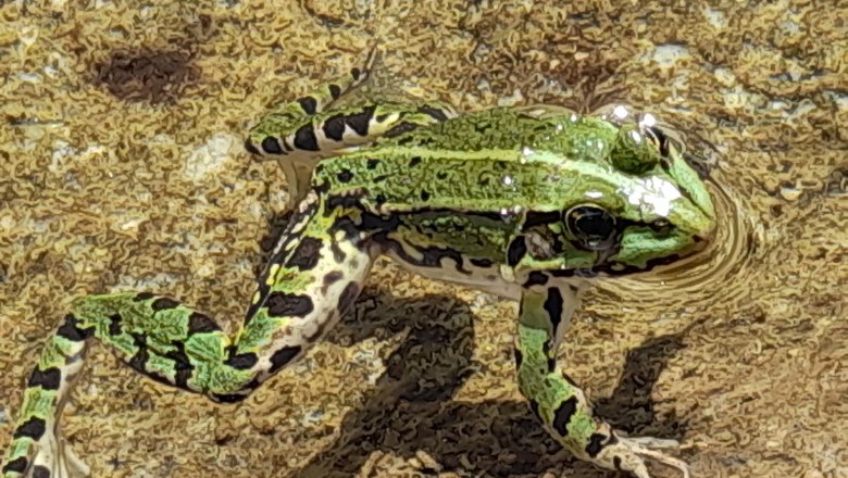 Froschbegr&uuml;&szlig;ung, &copy; Ferienhaus Angel, Fotograf Heidi Angel
