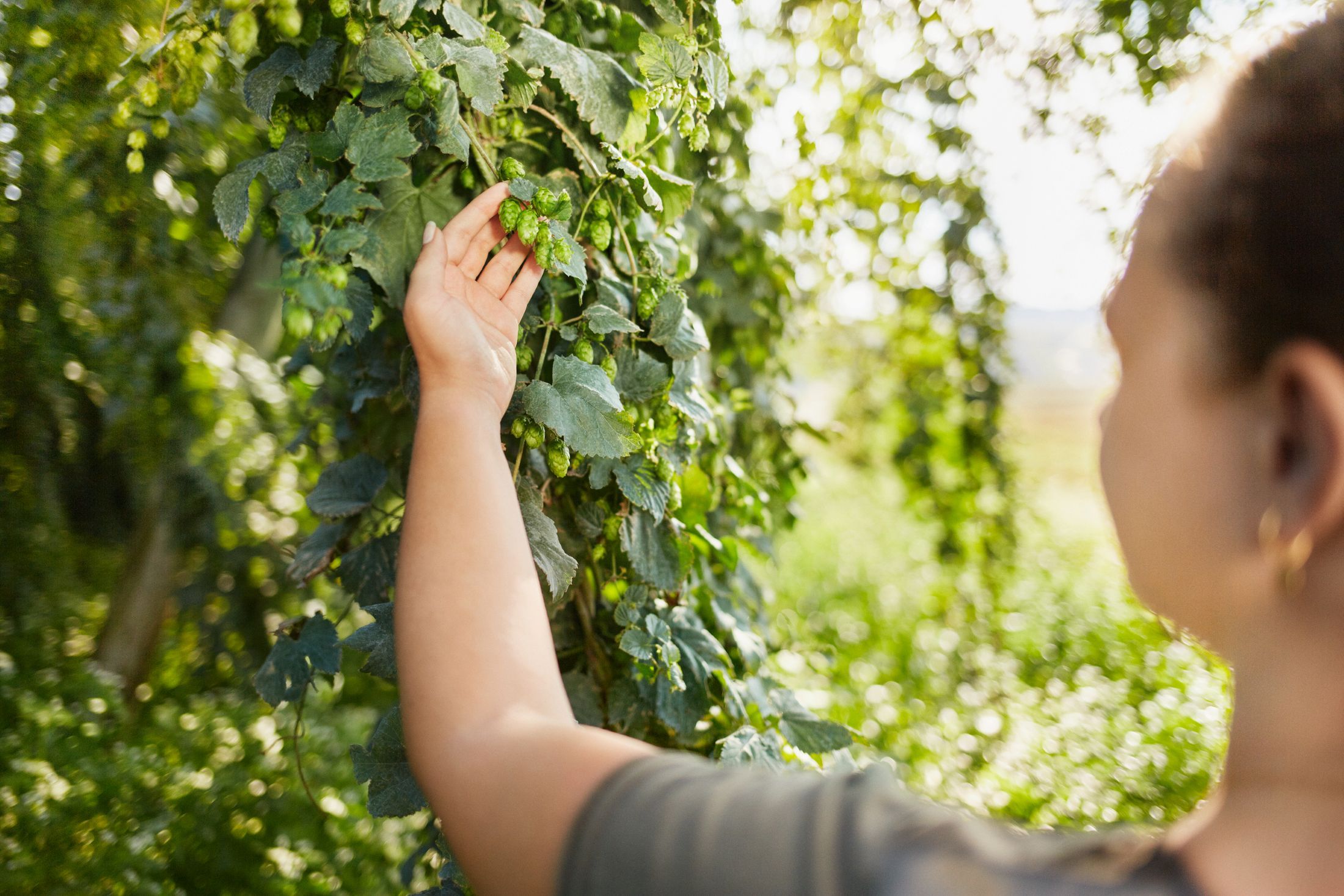 Eine Person betrachtet Hopfenpflanzen in einem Hopfengarten.