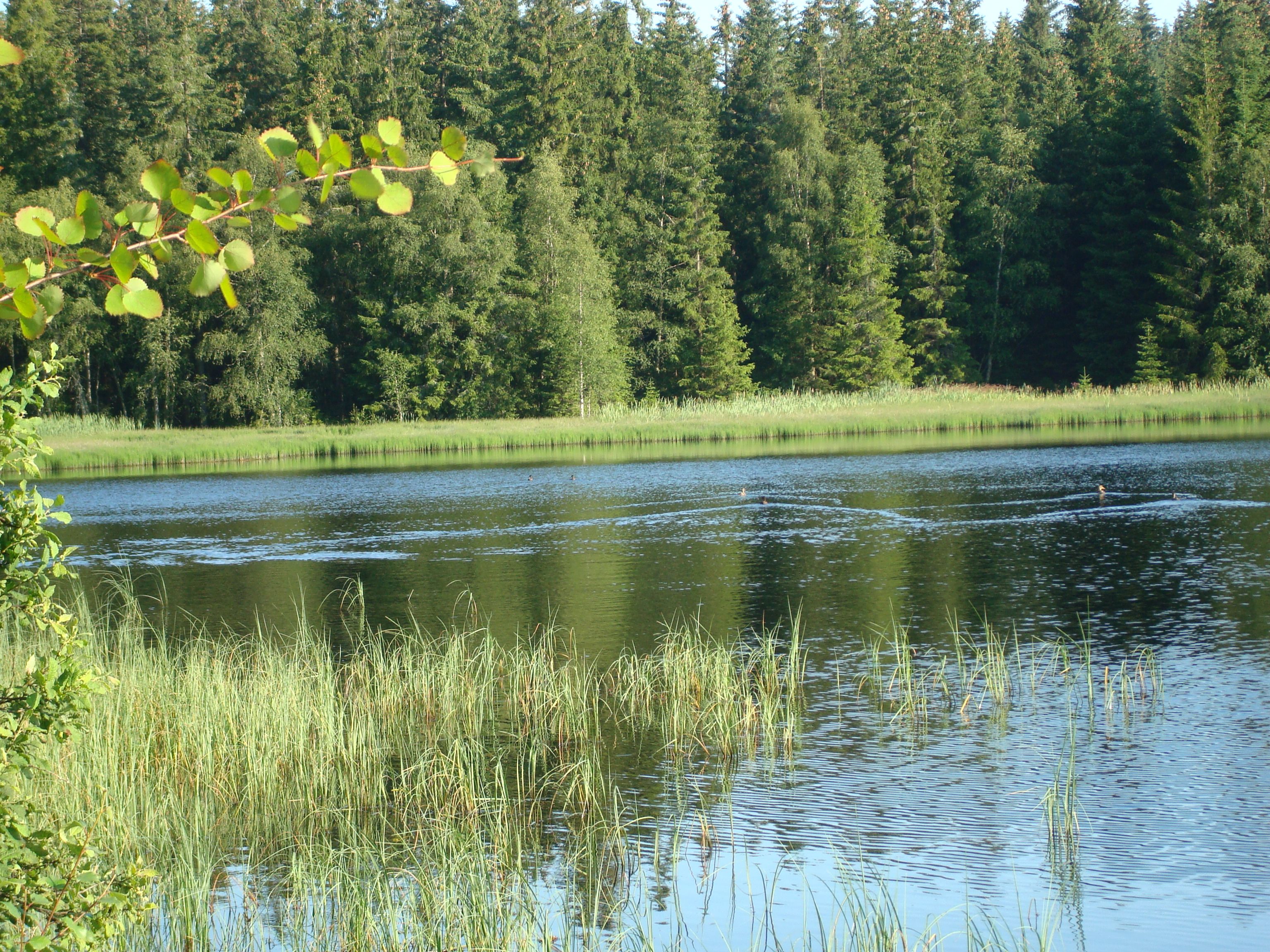 Stierhübelteich