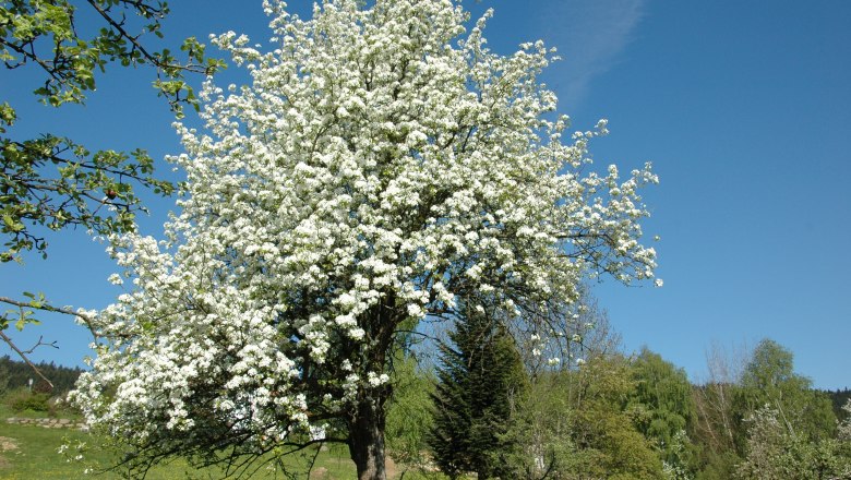 Frühling in Lauterbach, © Karl Haumer