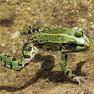 Froschbegr&uuml;&szlig;ung, &copy; Ferienhaus Angel, Fotograf Heidi Angel