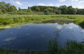 Ein kleiner Teich in einer gr&uuml;nen Landschaft mit B&auml;umen im Hintergrund und blauem Himmel.