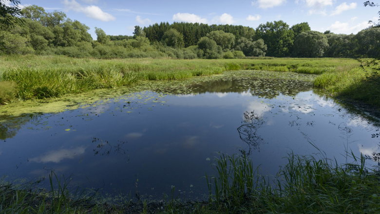 Ein kleiner Teich in einer gr&uuml;nen Landschaft mit B&auml;umen im Hintergrund und blauem Himmel.