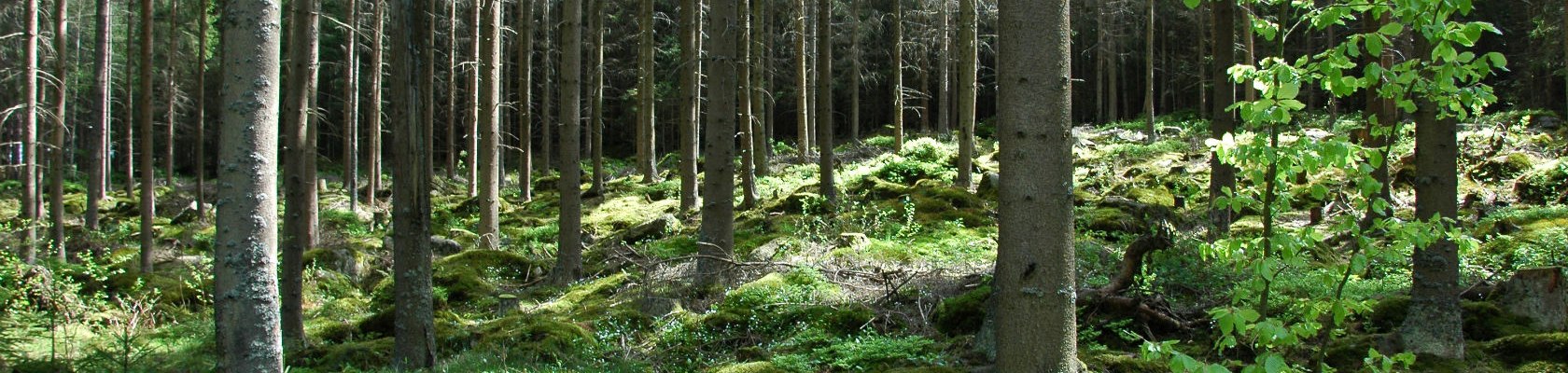 Wald, © Tourismusverein Moorbad Harbach, K. Haumer