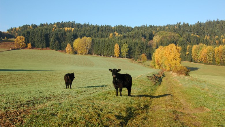 Herbst in Moorbad Harbach, © Karl Haumer