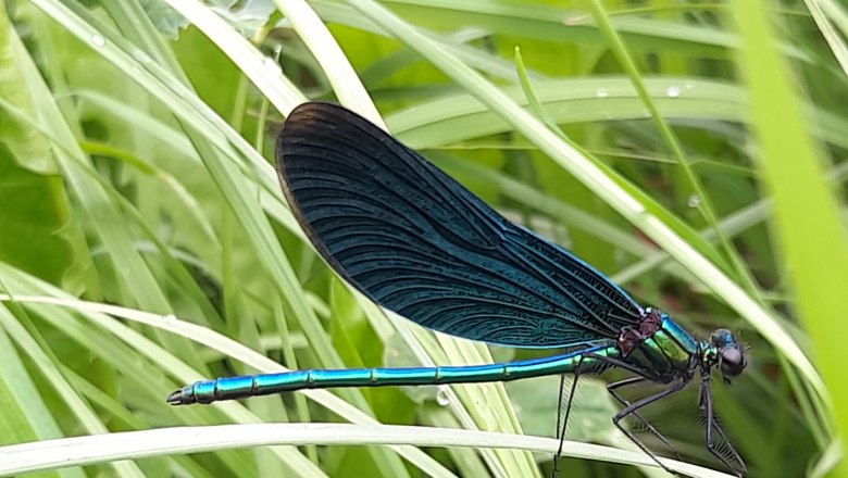 Libellen am Fischteich, &copy; Ferienhaus Angel, Fotograf Heidi Angel