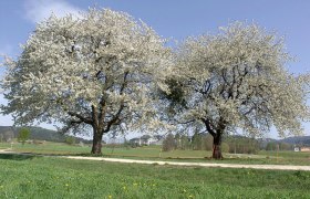 Fr&uuml;hling, &copy; Tourismusverein Moorbad Harbach, Hnilicka