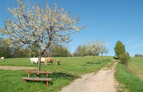 Frühling in Moorbad Harbach, © Foto Freitag