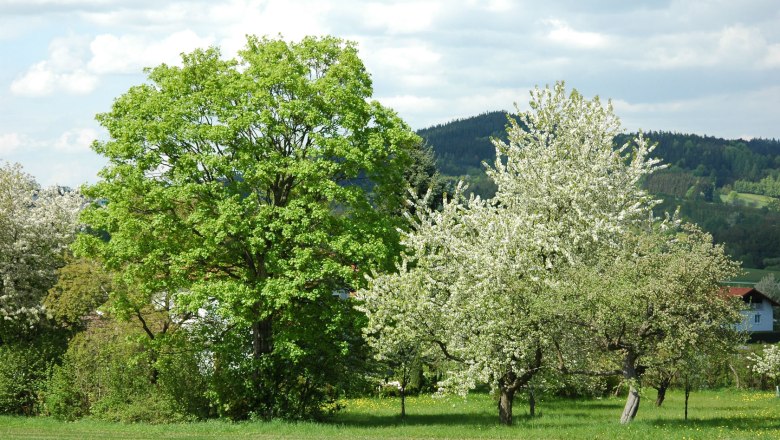 Frühling in Moorbad Harbach, © Tourismusverein Moorbad Harbach, K. Haumer