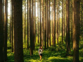 Eine Frau steht inmitten eines Waldes, umgeben von vielen B&auml;umen und dem schimmernden Sonnenlicht