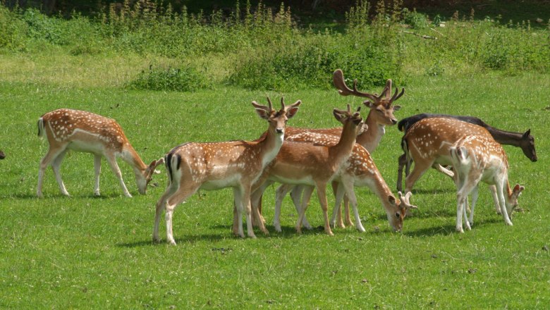 Damwild, © Tourismusverein Moorbad Harbach, K. Haumer