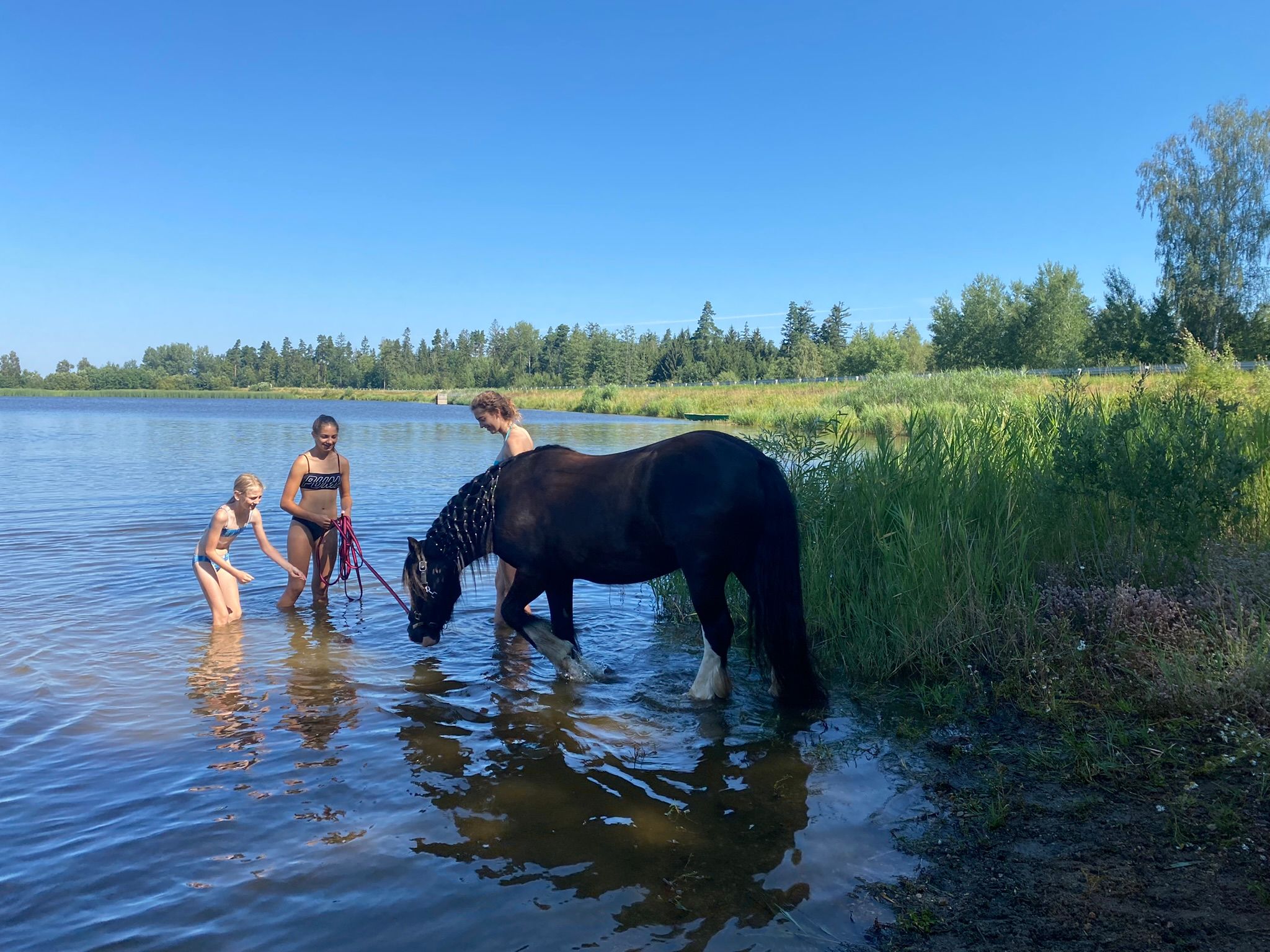 Drei Personen und ein Pferd stehen im flachen Wasser eines Teichs an einem sonnigen Tag.
