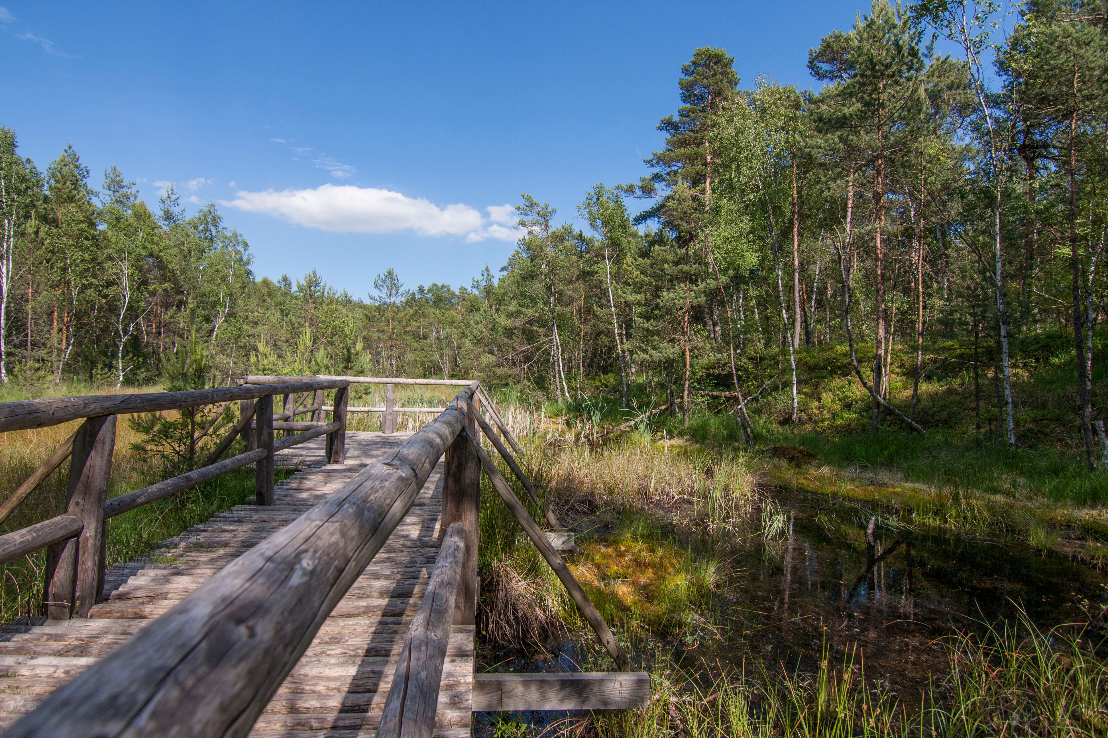 Holzsteg im Naturpark Hochmoor Schrems, umgeben von Bäumen und Moorlandschaft.