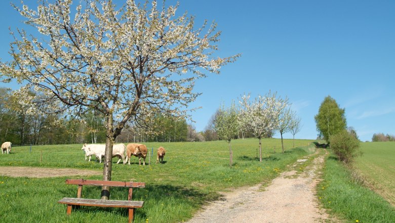 Frühling in Moorbad Harbach, © Foto Freitag