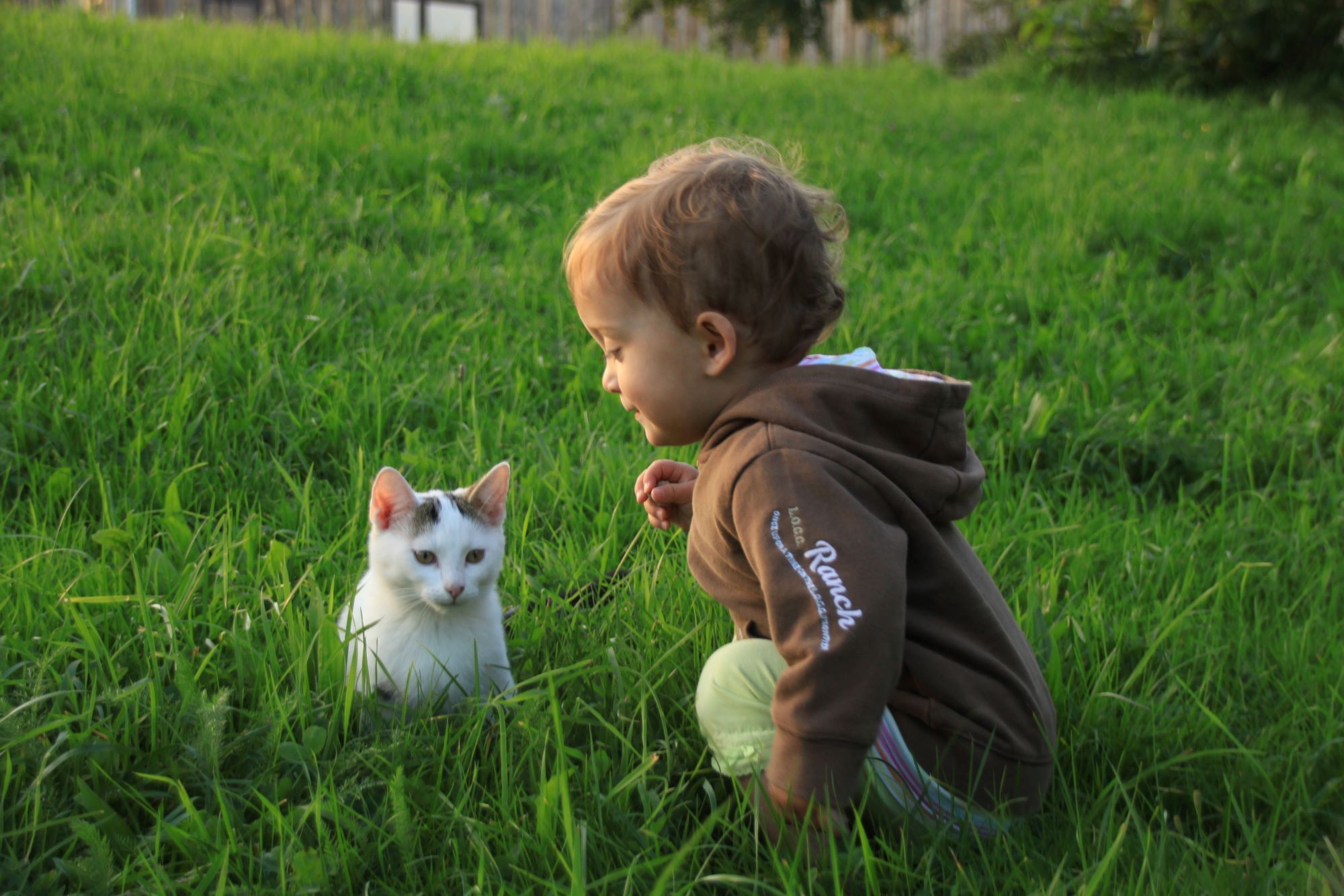 Unsere Katzen freuen sich aufs Spielen und Streicheln 