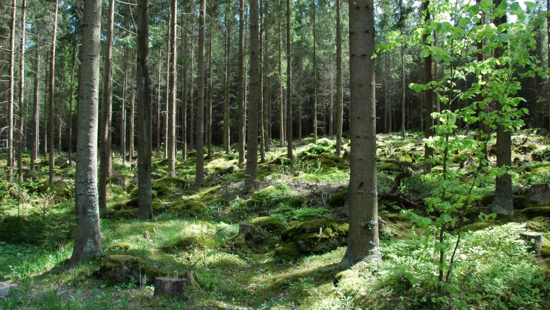 Wald, © Tourismusverein Moorbad Harbach, K. Haumer